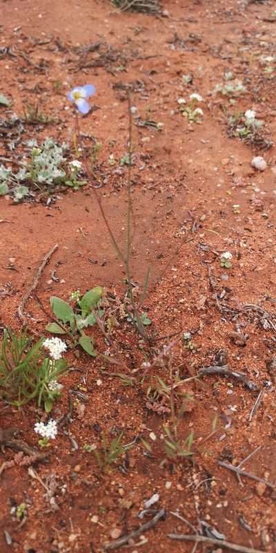 Heliophila leptophylla, photographed by leandra-k_89