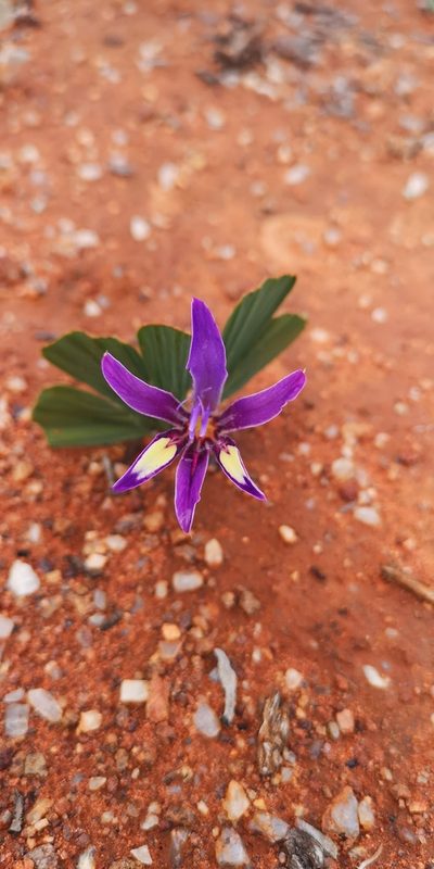 Babiana flabellifolia, photographed by leandra-k_89