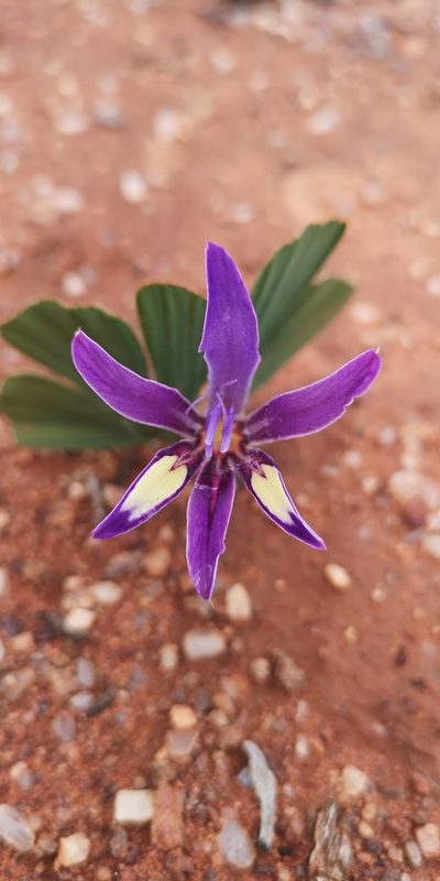 Babiana flabellifolia, photographed by leandra-k_89