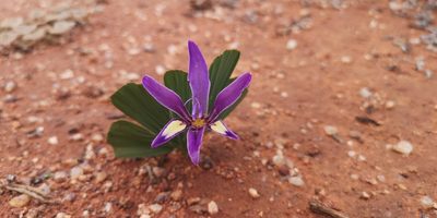 Babiana flabellifolia, photographed by leandra-k_89