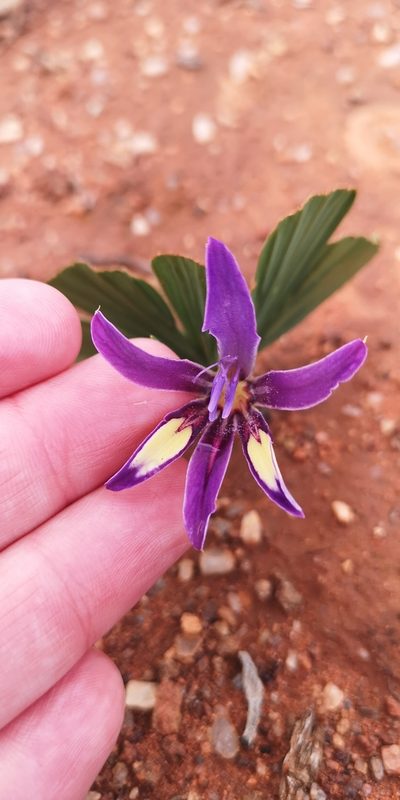 Babiana flabellifolia, photographed by leandra-k_89
