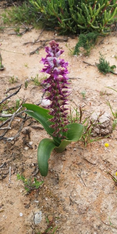 Lachenalia splendida, photographed by leandra-k_89