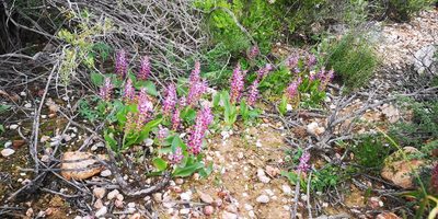 Lachenalia splendida, photographed by leandra-k_89