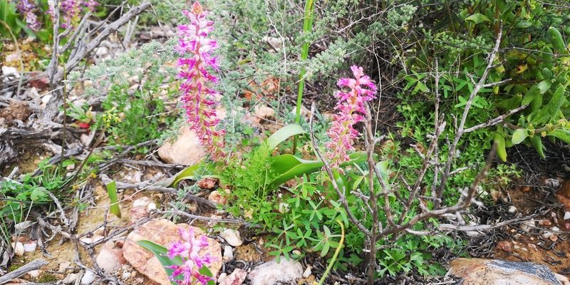 Lachenalia splendida, photographed by leandra-k_89