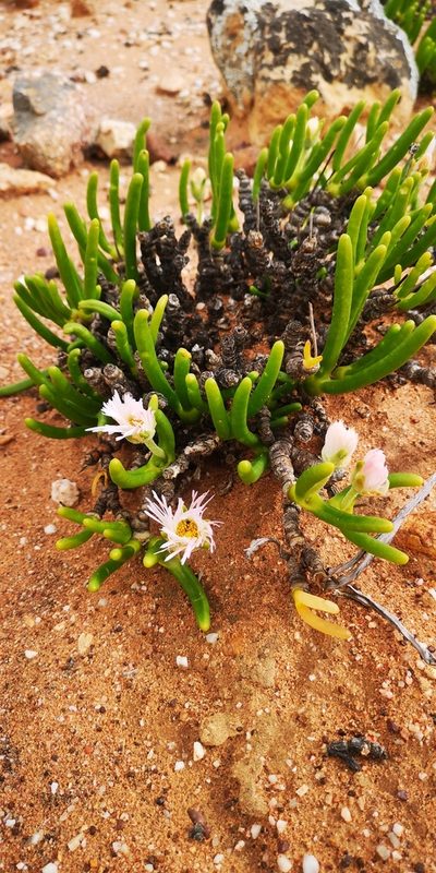 Monilaria chrysoleuca, photographed by leandra-k_89