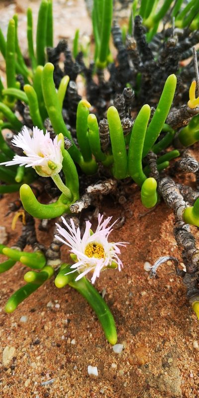 Monilaria chrysoleuca, photographed by leandra-k_89