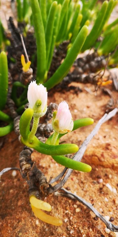 Monilaria chrysoleuca, photographed by leandra-k_89