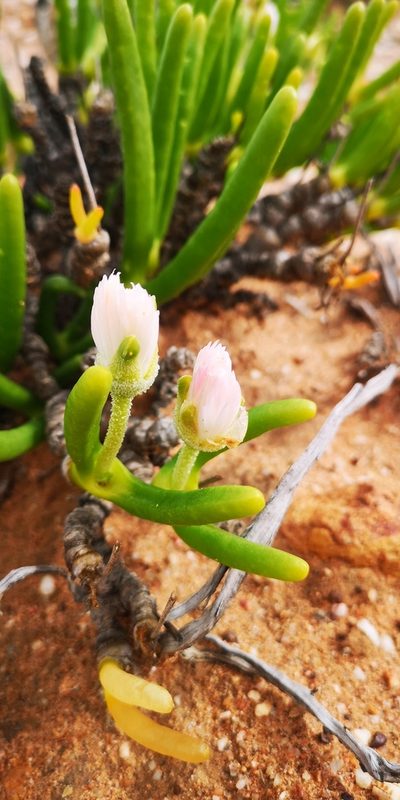 Monilaria chrysoleuca, photographed by leandra-k_89