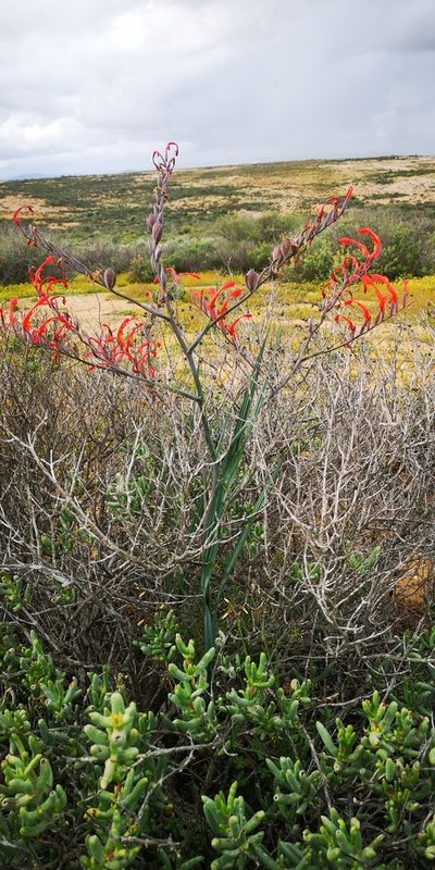 Gladiolus saccatus, photographed by leandra-k_89