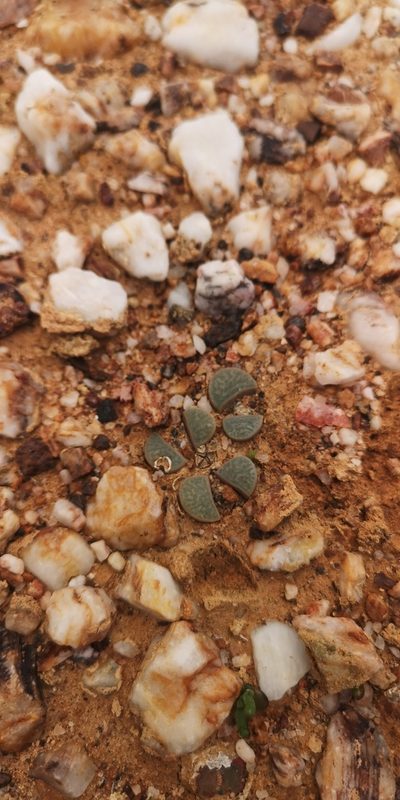Lithops divergens, photographed by leandra-k_89