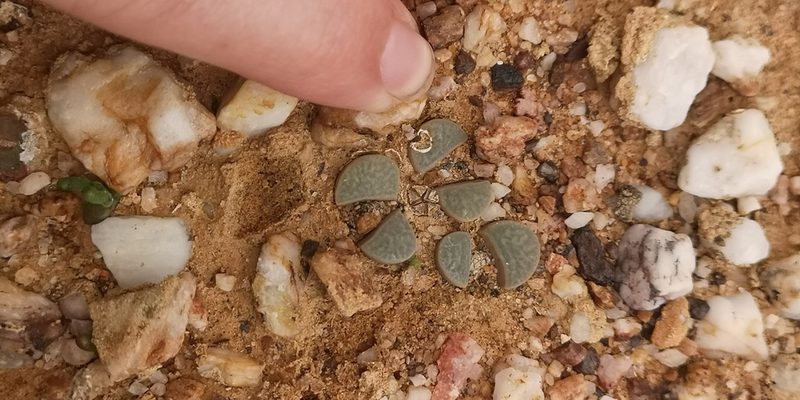 Lithops divergens, photographed by leandra-k_89
