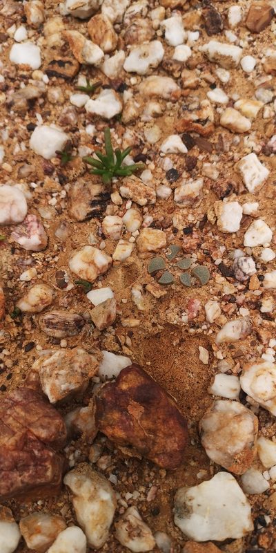Lithops divergens, photographed by leandra-k_89