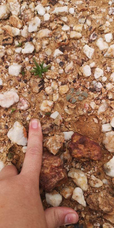 Lithops divergens, photographed by leandra-k_89