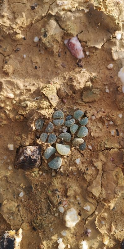 Lithops divergens, photographed by leandra-k_89