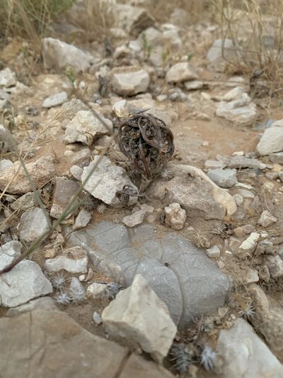 Anastatica hierochuntica, photographed by Arabella Willing