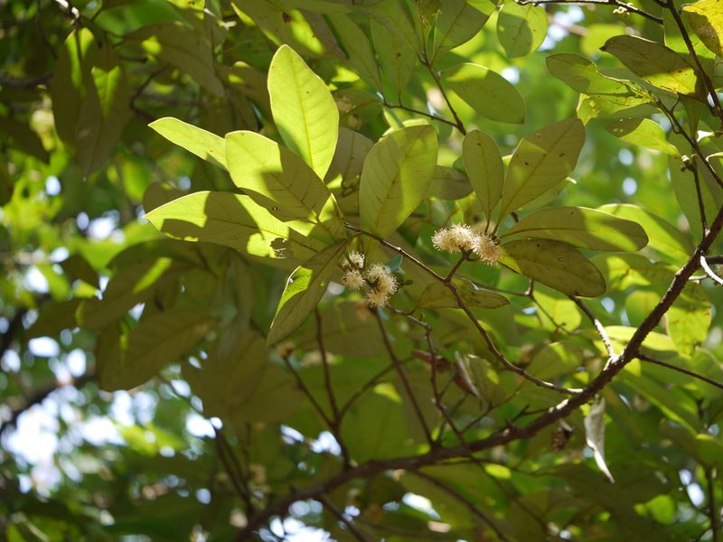 Litsea stocksii, photographed by Dinesh Valke