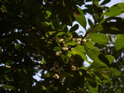 Litsea stocksii, photographed by Dinesh Valke