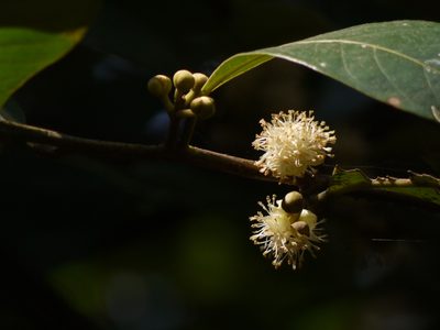 Litsea stocksii, photographed by Dinesh Valke