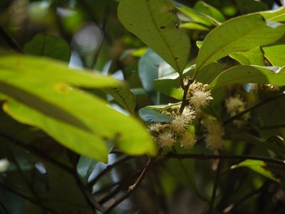 Litsea stocksii, photographed by Dinesh Valke