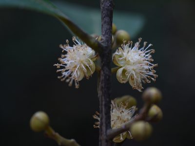 Litsea stocksii, photographed by Dinesh Valke