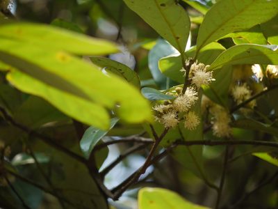 Litsea stocksii, photographed by Dinesh Valke