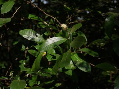 Litsea stocksii, photographed by Dinesh Valke