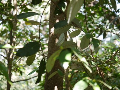 Litsea stocksii, photographed by Dinesh Valke