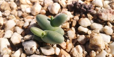 Mesembryanthemum digitatum, photographed by leandra-k_89