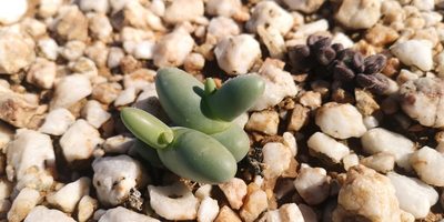 Mesembryanthemum digitatum, photographed by leandra-k_89