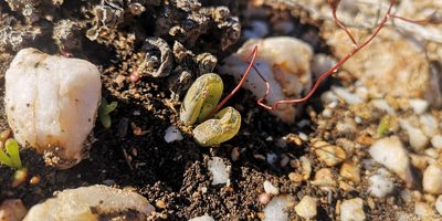 Bulbine mesembryanthoides, photographed by leandra-k_89