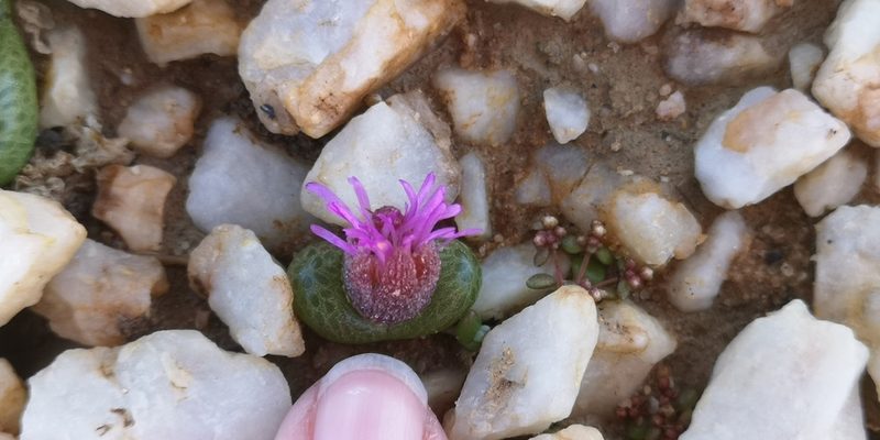 Diplosoma luckhoffii, photographed by leandra-k_89