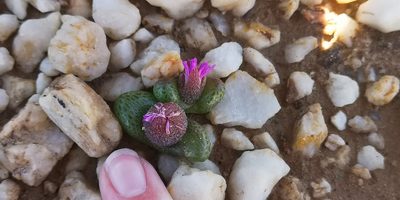 Diplosoma luckhoffii, photographed by leandra-k_89