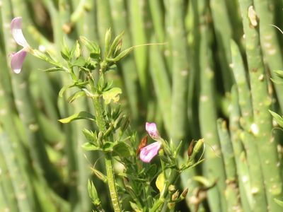 Dicliptera cernua, photographed by Christiaan Viljoen
