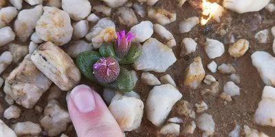 Diplosoma luckhoffii, photographed by leandra-k_89