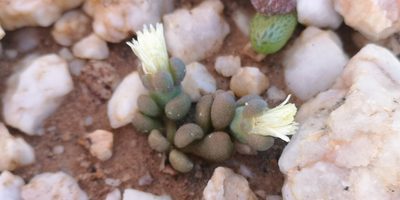 Mesembryanthemum lilliputanum, photographed by leandra-k_89