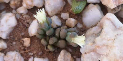 Mesembryanthemum lilliputanum, photographed by leandra-k_89