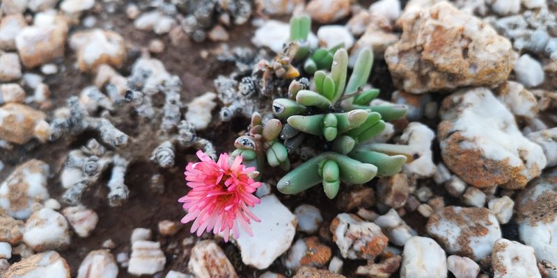 Cephalophyllum spissum, photographed by leandra-k_89