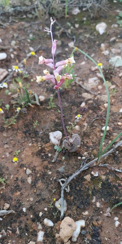 Lachenalia trichophylla, photographed by leandra-k_89