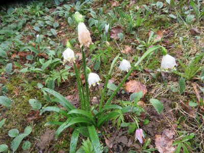 Leucojum vernum, photographed by Marco Mussita