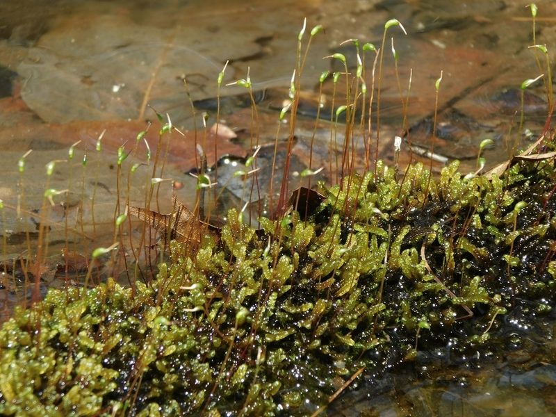 Hygrohypnella ochracea, photographed by Michael J. Papay