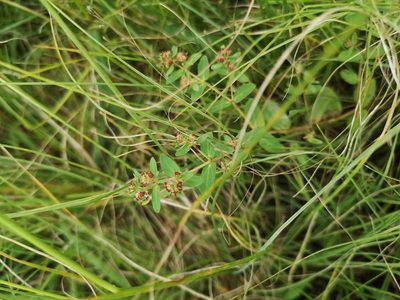 Euphorbia hyssopifolia, photographed by Ricus Nel