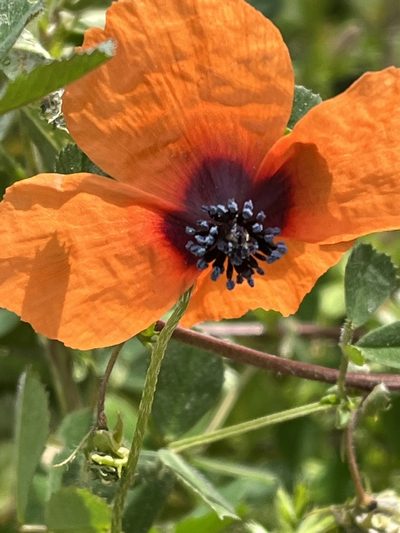 Roemeria apula, photographed by Bob Walker