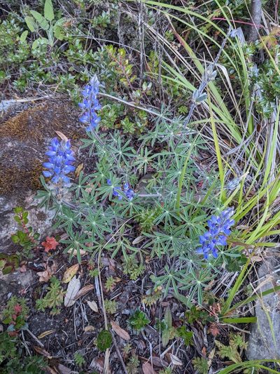 Lupinus costaricensis, photographed by Trevor Van Loon