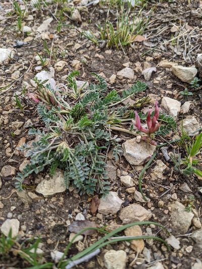 Astragalus incanus, photographed by Denis Bastianelli