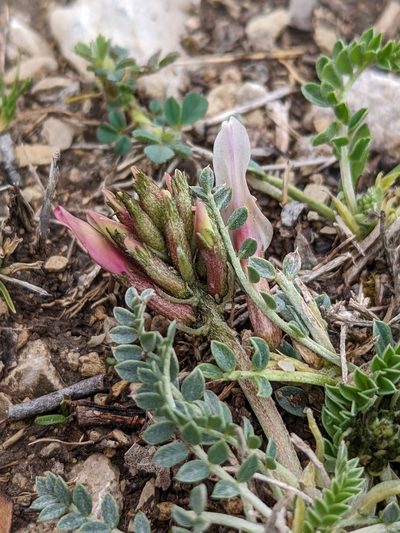 Astragalus incanus, photographed by Denis Bastianelli