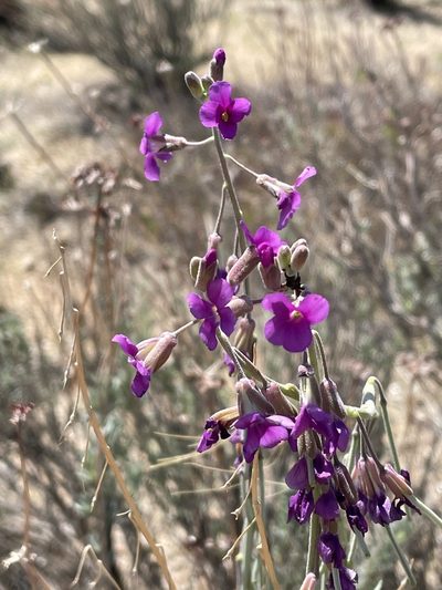 Boechera pulchra, photographed by Leah Gardner