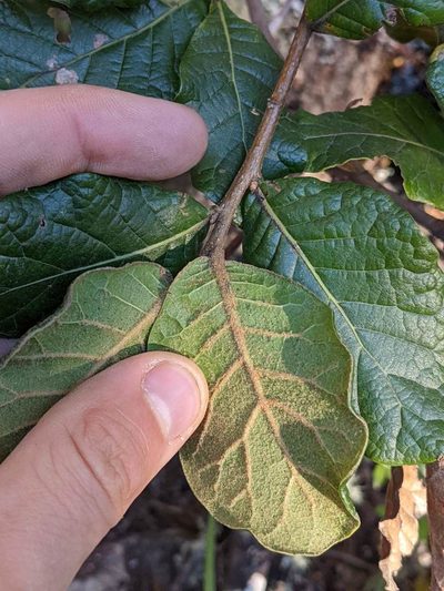 Quercus costaricensis, photographed by Trevor Van Loon