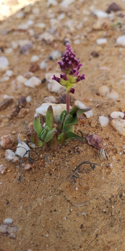 Lachenalia framesii, photographed by leandra-k_89