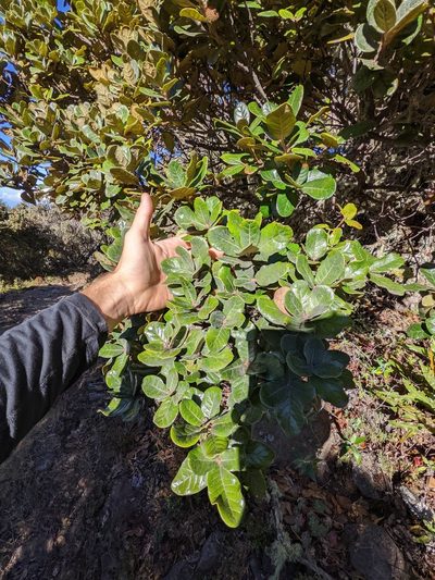 Quercus costaricensis, photographed by Trevor Van Loon