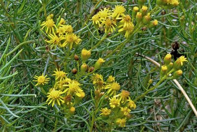 Senecio subulatus, photographed by Hugo Hulsberg